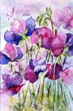 49 - Diane Poole - Sweet Peas - Watercolour.jpg